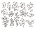 Hand Drawn Forest Leaves. Autumn Leaf Sketch, Drawing Nature Elements. Botanical Oak Branch, Fall Foliage And Plants