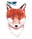 Hand drawn fox and dragonfly Royalty Free Stock Photo