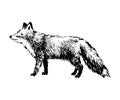 Hand drawn fox Royalty Free Stock Photo