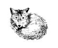 Hand drawn fox Royalty Free Stock Photo