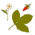 Hand drawn fragaria leaf, flower and berry collection. Perfect for stickers, cards, print. Isolated vector illustration for decor