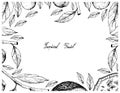 Hand Drawn Frame of Feroniella Lucida and Cordia Caffra Fruits Royalty Free Stock Photo