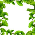 Hand drawn frame of ginkgo biloba,Herbal banner