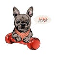 Hand drawn french bulldog dog sits with a dumpbell. Stay home. Vector engraved quarantine poster. Stay strong, stay at