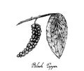 Hand Drawn of Fresh Black Pepper or Peppercorn