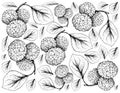 Hand Drawn of Fresh Boysenberry on White Background
