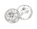 Hand drawn fresh calamansi whole and cut in half Royalty Free Stock Photo
