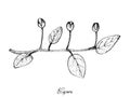 Hand Drawn of Fresh Caper Buds on White Background