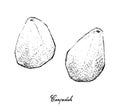 Hand Drawn of Fresh Cempedak Fruit on White Background Royalty Free Stock Photo