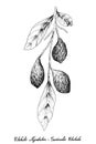 Hand Drawn of Fresh Chebulic Myrobalans on A Branch