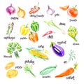 Hand drawn fresh food illustration. Royalty Free Stock Photo