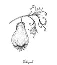 Hand Drawn of Fresh Green Chayote Fruits with A Plant Royalty Free Stock Photo