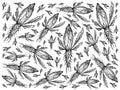 Hand Drawn of Fresh Green Chicory Background Royalty Free Stock Photo