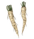 Hand drawn fresh horseradish Royalty Free Stock Photo