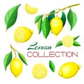 Hand drawn fresh lemon fruits isolated on white. Set of different lemons on branch, with leaves, whole, cut in half Royalty Free Stock Photo