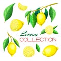 Hand drawn fresh lemon fruits isolated on white. Set of different vector lemons on branch, with leaves, whole, cut in Royalty Free Stock Photo