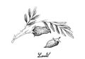 Hand Drawn of Fresh Lentil Pod on Tree