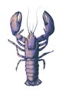 Hand drawn fresh lobster isolated