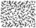 Hand Drawn of Fresh Marjoram Plants Background