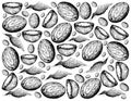 Hand Drawn of Fresh Nutmeg Fruits Background