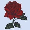 Hand drawn fresh red rose Royalty Free Stock Photo