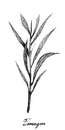 Hand Drawn of Fresh Tarragon Plant on White Background