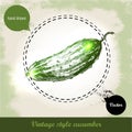 Hand drawn fresh whole cucumber. Vintage sketch style organic eco vegetable illustration