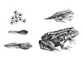 Hand drawn frog metamorphosis Royalty Free Stock Photo