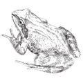 Hand drawn frog