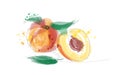 Peach watercolor vector illustration. hand drawn peaches.