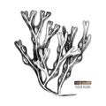 Hand drawn Fucus algae