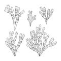 Hand drawn fucus algae set