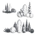 Hand drawn garden decorative conifers