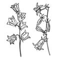 Garden flowers. Bellflowers Campanula Vector sketch illustration