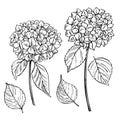 Hand drawn garden flowers. Hydrangea. Vector illustration