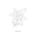 Hand drawn gardenia flower.Plant design elements.