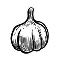 Hand drawn garlic illustration. Design elements for poster Royalty Free Stock Photo