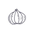 Hand drawn garlic. Vector icon in line art style