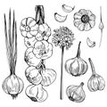 Hand drawn garlic. Vector sketch illustration