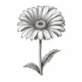 Hand-drawn Gerbera Flower Illustration In The Style Of Charles Addams Royalty Free Stock Photo