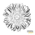 Hand drawn Gerbera flower sketch Royalty Free Stock Photo