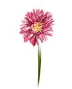 Hand drawn gerbera. Flower. Vector botany illustration Royalty Free Stock Photo