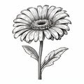 Hand Drawn Gerbera Flower: Wood Engraving Style With Detailed Linear Illustrations Royalty Free Stock Photo