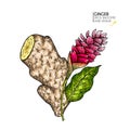Hand drawn ginger root and flower. Vector colored engraved illustration. Spicy rhizhome vegetable. Food ingredient