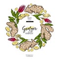 Hand drawn ginger root and leaves. Engraved colored vector banner. Food condiment package design temoplate. Food Royalty Free Stock Photo
