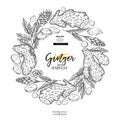 Hand drawn ginger root and leaves. Engraved vector banner. Food condiment package design temoplate. Food ingredient Royalty Free Stock Photo