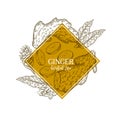 Hand drawn ginger root and leaves. Engraved vector banner. healing. Food ingredient, aromatherapy, cooking. For cosmetic