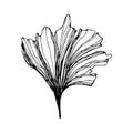 Hand drawn Ginkgo biloba leave. Vector outline ginkgo leaf. Floral exotic leave illustration for your design