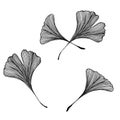 Hand drawn ginkgo biloba leaves isolated on white, vintage line art illustration of ginkgo leaf, monochrome ginkgo leaf