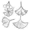 Hand drawn ginkgo leaves. Vector sketch illustration. Royalty Free Stock Photo